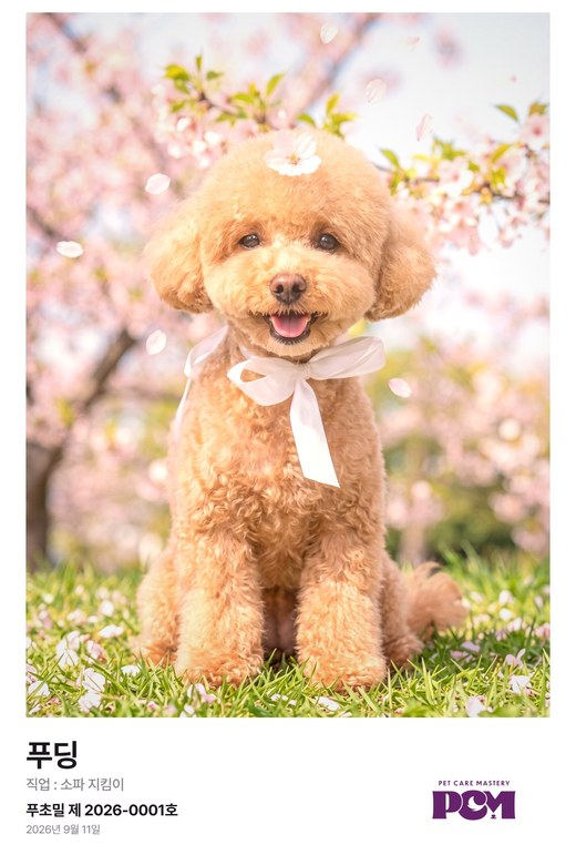 푸딩 봄 벚꽃 등록증